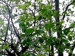 Pados Ki Bhabhi Ko Jungle Me Le Jaake Chod Diya